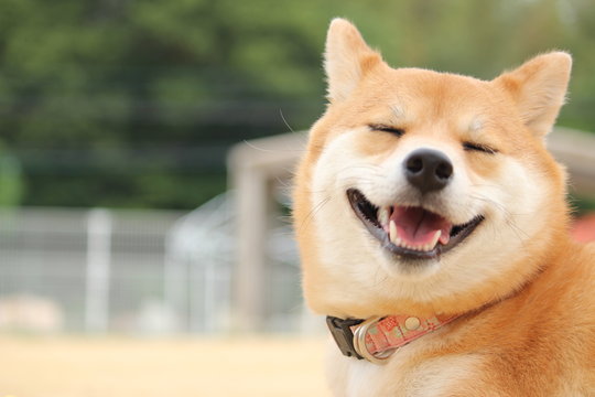 犬と暮らす家の外壁塗装｜臭いや汚れ、傷を防ぐために知っておきたいポイント